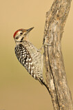 Image. Ladder-backed Woodpecker