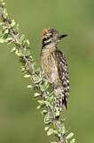 Image. Ladder-backed Woodpecker
