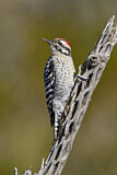 Image. Ladder-backed Woodpecker