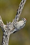 Image. Ladder-backed Woodpecker