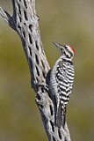 Image. Ladder-backed Woodpecker