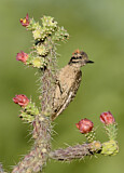 Image. Ladder-backed Woodpecker