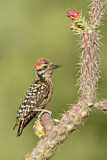 Image. Ladder-backed Woodpecker