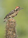Image. Ladder-backed Woodpecker