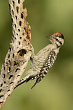 Image. Ladder-backed Woodpecker