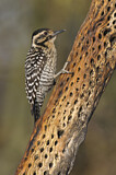 Image. Ladder-backed Woodpecker