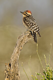 Image. Ladder-backed Woodpecker
