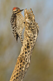 Image. Ladder-backed Woodpecker