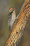 Image. Ladder-backed Woodpecker