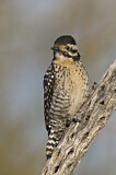 Image. Ladder-backed Woodpecker
