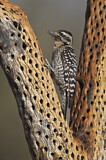 Image. Ladder-backed Woodpecker