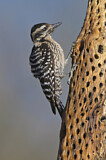 Image. Ladder-backed Woodpecker