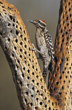 Image. Ladder-backed Woodpecker