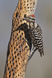 Image. Ladder-backed Woodpecker