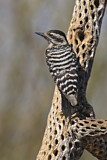 Image. Ladder-backed Woodpecker