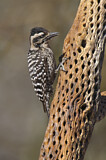 Image. Ladder-backed Woodpecker
