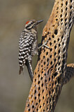 Image. Ladder-backed Woodpecker