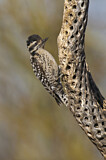 Image. Ladder-backed Woodpecker