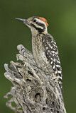 Image. Ladder-backed Woodpecker