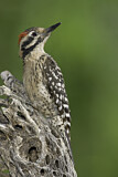 Image. Ladder-backed Woodpecker