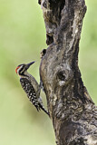 Image. Ladder-backed Woodpecker