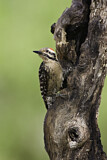 Image. Ladder-backed Woodpecker