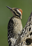 Image. Ladder-backed Woodpecker