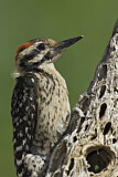 Image. Ladder-backed Woodpecker