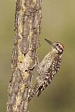 Image. Ladder-backed Woodpecker