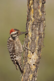 Image. Ladder-backed Woodpecker