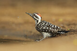 Image. Ladder-backed Woodpecker