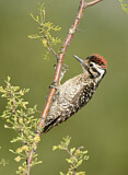 Image. Ladder-backed Woodpecker
