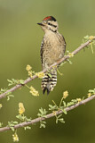 Image. Ladder-backed Woodpecker