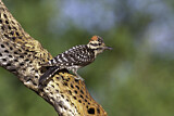 Image. Ladder-backed Woodpecker