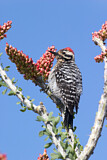 Image. Ladder-backed Woodpecker