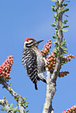 Image. Ladder-backed Woodpecker