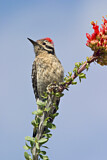 Image. Ladder-backed Woodpecker