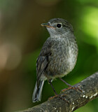 Image. Langbeinschnäpper