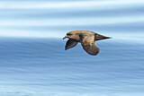 Image. Langflügel-Sturmvogel