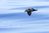Image. Langflügel-Sturmvogel
