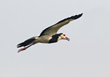 Image. Langzehenkiebitz