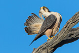 Image. Lanner Falcon