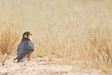 Image. Lanner Falcon