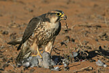 Image. Lanner Falcon