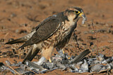 Image. Lanner Falcon