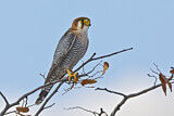 Image. Lanner Falcon