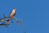 Image. Lanner Falcon
