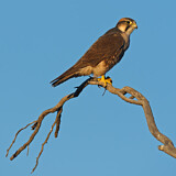 Image. Lanner Falcon