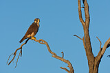 Image. Lanner Falcon