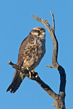 Image. Lanner Falcon